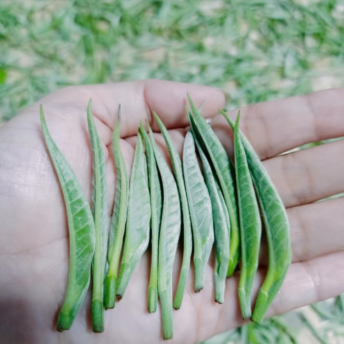 hop-bach-tra-shan-tuyet-co-ta-xua-sao-thu-cong-2