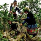 hop-tra-qua-tang-luc-shan-tung-san-200g-1