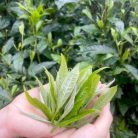 hop-tra-qua-tang-luc-shan-tung-san-200g-2