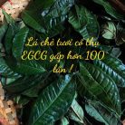 la-che-xanh-shan-tuyet-1