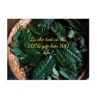 la-che-xanh-shan-tuyet-1-td