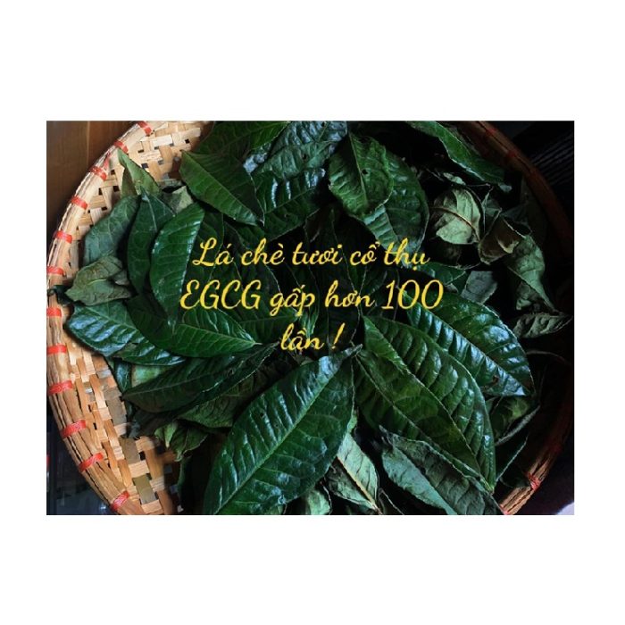 la-che-xanh-shan-tuyet-1-td