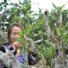 set-tra-bieu-luc-tra-shan-tuyet-co-thu-suoi-giang-3