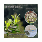 Bach-Tra-Shan-OCOP-4-sao-Hop-400g-2