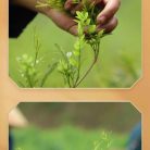 bach-tra-may-ho-nam-5