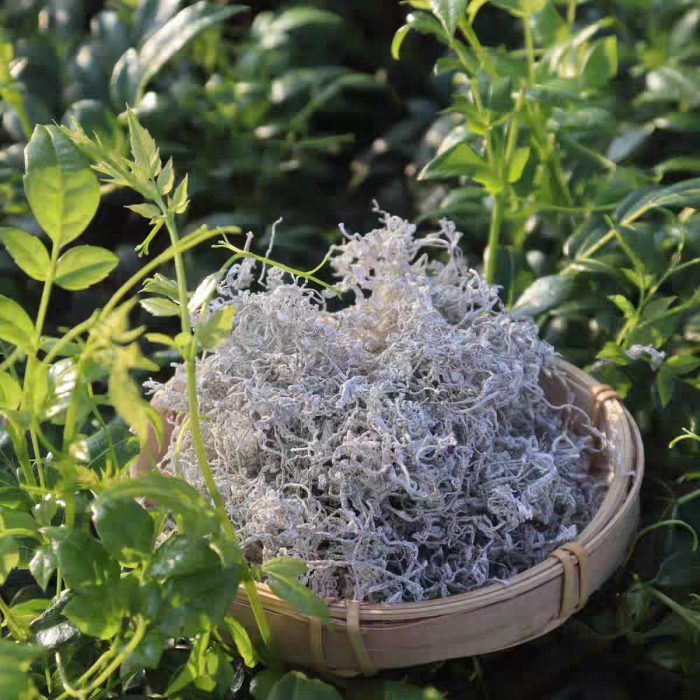 bach-tra-may-ho-nam-7 bach-tra-may-ho-nam-7