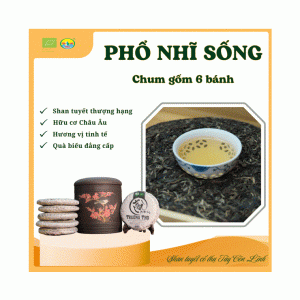 Chum Phổ Nhĩ Sống Shan Tuyết Cổ Thụ Tây Côn Lĩnh – 6 Bánh 357g | Hữu Cơ EU | Càng Ủ Càng Giá Trị