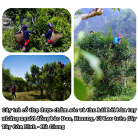 luc-tra-shan-fin-ho-Tra-xanh-chuan-EU-3