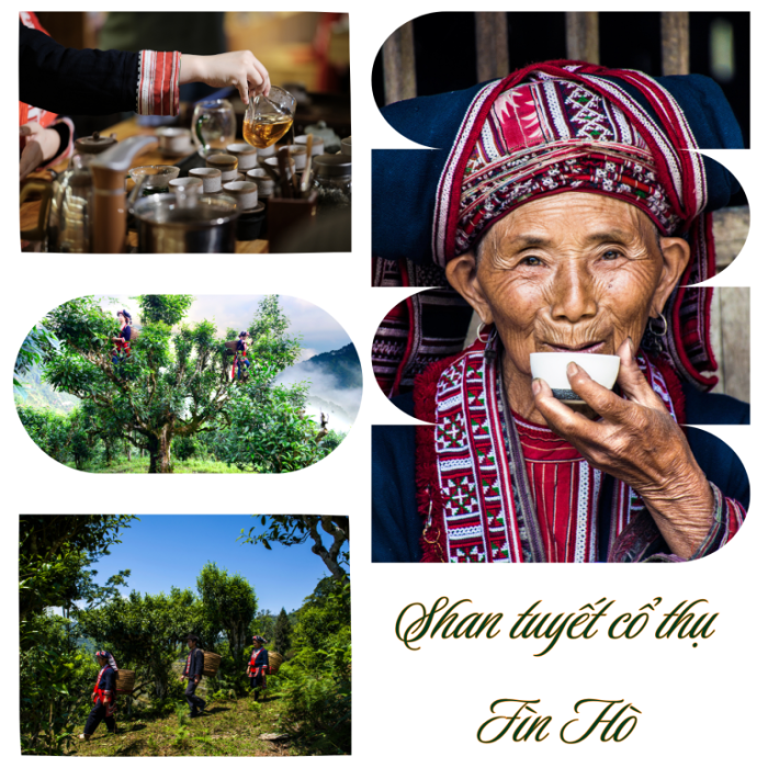 luc-tra-shan-fin-ho-Tra-xanh-chuan-EU-5