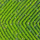 tra-moc-cau-dac-biet-1