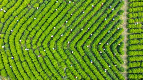 tra-moc-cau-dac-biet-1 tra-moc-cau-dac-biet-1