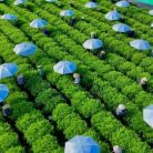 tra-moc-cau-dac-biet-2