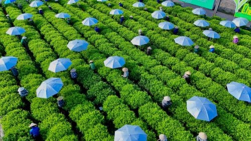 tra-moc-cau-dac-biet-2 tra-moc-cau-dac-biet-2